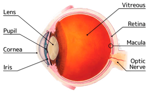 Retina Raleigh, Diabetic Retinopathy Raleigh